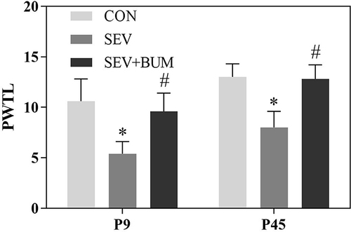 Figure 1 Neonatal repeated sevoflurane exposure enhances the sensitivity to pain later in juvenile life, Pretreatment with bumetanide prior to neonatal sevoflurane exposure alleviated this response. PWTL: The paw withdrawal thermal latency. (mean ± SEM; n = 10 rats/group; *p < 0.05 vs CON group; #p < 0.05 vs SEV group, one-way ANOVA).