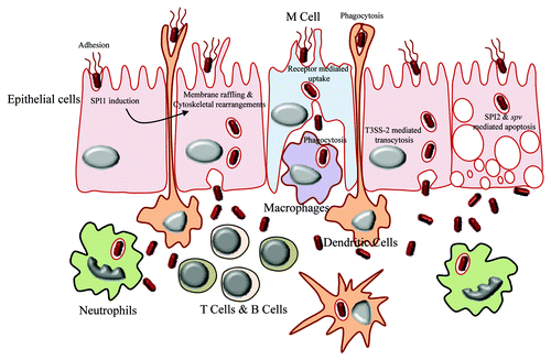 Figure 2. Breaching of gut epithelia by Salmonella. The mode of entry of Salmonella in gut lumen varies according to type of cell encountered on the gut epithelium. The M cells take up the bacteria by means of receptor mediated endocytosis, whereas dendritic cells engulf them by phagocytosis. The membrane of epithelial cells is modified by the action of SPI1 to facilitate the entry of bacteria. Once inside the gut lumen, Salmonella is being taken up by macrophages, T cells, B cells, neutrophils, etc.