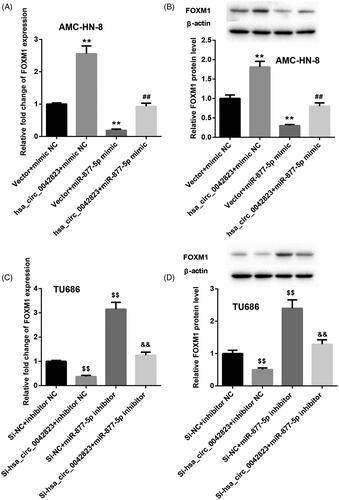 Figure 4. Hsa_circ_0042823 enhanced FOXM1 expression by inhibiting miR-877-5p. (A and B) The mRNA and protein expression of FOXM1 in the AMC-HN-8 cells following up-regulation of hsa_circ_0042823 combined with miR-877-5p was estimated through qRT-PCR and WB. (C and D) The mRNA and protein expression of FOXM1 in the TU686 cells following knockdown of hsa_circ_0042823 combined with miR-877-5p was estimated through qRT-PCR and WB. **p < .01 compared with Vector + mimic NC; ##p < .01 compared with Vector + miR-877-5p mimic; $$p < .01 compared with Si-NC + inhibitor NC; &&p < .01 compared with Si-NC + miR-877-5p inhibitor.