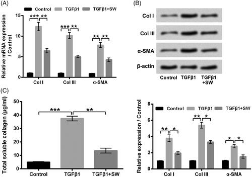 Figure 3. SW suppressed collagen synthesis in NIH-3T3 cells. (A and B) The CoI I, CoI III and α-SMA mRNA and protein levels in NIH-3T3 cells after 5 ng/ml TGF-β1 stimulation and/or 30 μM SW exposure were assessed respectively. (B) Followed by 5 ng/ml TGF-β1 stimulation and/or 30 μM SW exposure, the concentration of collagen in culture supernatant of NIH-3T3 cells was measured. N = 3. Data were shown as mean ± SD. p-Values were tested by ANOVA. *p ˂ .05; **p ˂ .01; ***p ˂ .001.