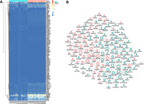 Figure 1 DEGs identification and Construction of the PPI network. (A) The heatmap of DEGs between the LIHC and adjacent non-tumorous tissues. (B) Protein-protein interaction (PPI) network of 185 common DEGs. Upregulated DEGs were labeled in red and down-regulated were labeled in blue; p-value and fold change were log-transformed, and applied as the bolder with and node fill color; topological degree was used as the criteria for node size.