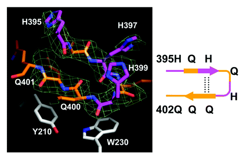 Figure 3. The Htt36Q3H region in β-hairpin conformation. The hairpin structure of Htt36Q3H (H395-Q401) (C1 molecule from crystal X1). The Gln (orange) and His (pink) residues are labeled and numbered on the stick diagram. The hydrogen bonds are shown by a dotted line. The Y210 and W230 proximal residues from MBP are also shown. The supportive electron density maps (2Fo-Fc) at 1σ are shown by green mesh for Htt36Q3H. The diagram of structure is depicted in a schematic form on the right panel.