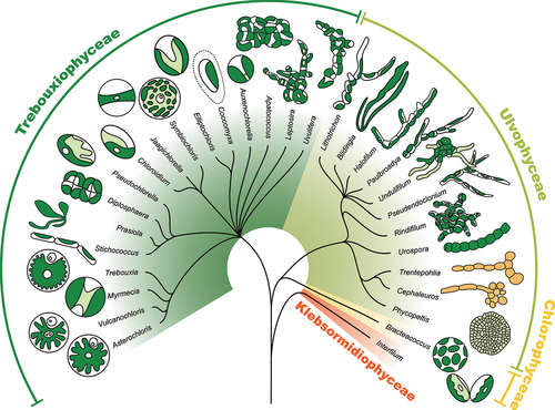 Fig. 31. Overview phylogeny of green algal photobiont genera.
