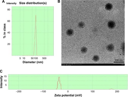 Figure 1 The characterization of nPLGA.Notes: Malvern Zetasizer 3000HS size measurement of nPLGA (A). TEM images of nPLGA (B). Zeta potential of nPLGA (C).Abbreviations: nPLGA, poly(lactic-co-glycolic acid) nanoparticles; TEM, transmission electron microscopy.