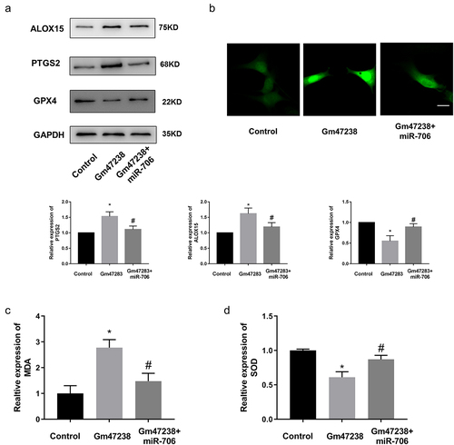 Figure 6. LncRNA Gm47283 regulates MI via miR-706 and Ptgs2. (a) Western blot results of Ptgs2, Alox15 and Gpx4 expression in co-transfection group. n = 6. (b) ROS staining results of cardiomyocytes in co-transfection groups. n = 6. (c-d) Detection of SOD and MDA levels in co-transfection groups. *P < 0.05 vs Control group, #P < 0.05 vs Gm47283 group. n = 6. Scale bars; 25 μm.