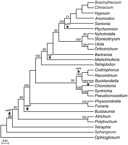 Figure 1. Mosses mitochondrial genomes cladogram. A maximum likehood tree was constructed using a concatenated alignment of proteins (atp1, atp4, atp6, atp8, atp9, cox1, cox2, cox3, nad1, nad2, nad3, nad5, nad9, rps12, rps13, and, rps19) from 26 mosses: Anomodon attenuates (NC_021931.1), Atrichum angustatum (NC_024520.1), Bartramia pomiformis (NC_024519.1), Brachythecium rivulare (NC_031212.1), Bucklandiella orthotrichacea (NC_026974.1), Buxbaumia aphylla, (NC_024518.1), Chionoloma tenuirostre (NC_028040.1), Climacium americanum (NC_024515.1), Codriophorus aciculare (NC_026784.1), Funaria hygrometrica (NC_024523.1), Hypnum imponens, (NC_024516.1), Mielichhoferia elongate (NC_036945.1), Nyholmiella gymnostoma (NC_031391.1), Orthotrichum bicolor (NC_031389.1), Physcomitrella patens (NC_007945.1), Polytrichum commune (NC_039775.1), Pseudocrossidium replicatum (MT310681), Ptychomnion cygnisetum (NC_024514.1), Racomitrium emersum (NC_026975.1), Sanionia uncinata (NC_027974.1), Sphagnum palustre (NC_024521.1), Stoneobryum bunyaense (NC_031392.1), Syntrichia filaris (NC_027515.1), Tetraphis pellucida (NC_024290.1), Tetraplodon fuegianus (NC_028191.1), Ulota crispa (NC_031393.1). The mitochondrial genome sequence from the fern Ophioglossum californicum was used as out-group. Numbers indicate bootstrap values. Arrows pointing up indicate the loss of genes.