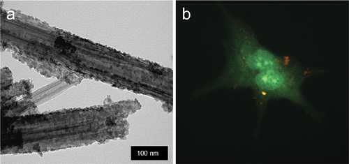 Figure 10. CdS nanoparticles on halloysite tube (a) and fibroblast cell labeled with these bright core–shell quantum dots (b) reproduced from [Citation42], an open access publication by MDPI (Multidisciplinary Digital Publishing Institute), 2018.