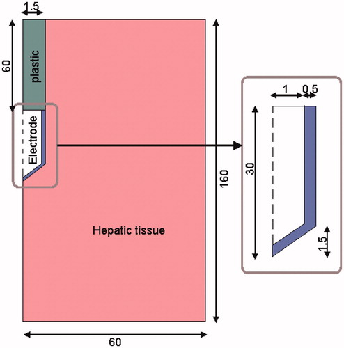 Figure 2. Geometry of the two-dimensional theoretical model (out of scale and dimensions in mm) and electrode detail. The domain is divided into three zones: plastic portion of the electrode, metallic electrode and hepatic tissue.