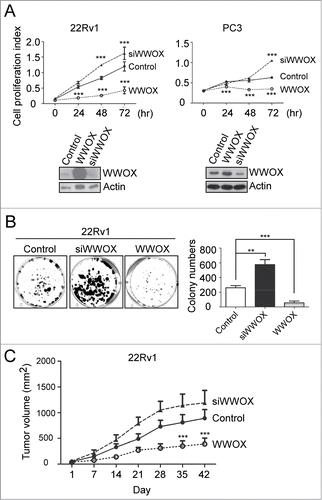 Figure 2. WWOX inhibits prostate cancer progression both in vitro and in vivo. (A) Overexpress or knockdown WWOX in 22Rv1 and PC3 cell lines. After transfection, cell were collected and counted at 0, 24, 48 and 72 hours. Cell proliferation index represents proliferated cell number compared to 0 hour. Representative WWOX expression level are validated by Western blot. Overexpression of WWOX in 22Rv1 cell inhibit cell proliferation. In contrast, knockdown WWOX enhances cell growth. (B) Colony-forming assay of control, WWOX- silenced and WWOX-overexpressed 22RV1 cell. Quantification of colony numbers are shown on right panel. (C) Control, WWOX- silenced and WWOX-overexpressed 22RV1 cell of xenograft in nude mice. Tumor volume were measured every week. Overexpression of WWOX inhibit tumor progression in vivo. Statistical significance was estimated using Two-way ANOVA analysis. Data are representative of 3 to 5 independent performed experiments; mean ± SD; **, p < 0.005; ***, p < 0.001.