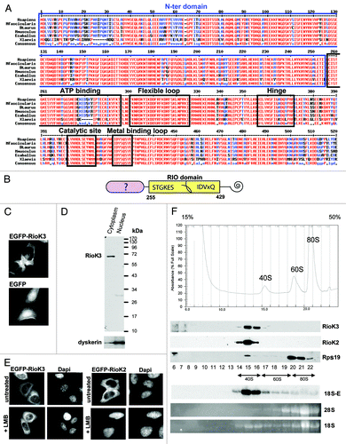 Figure 1. RioK3 conservation, sub-cellular localization and sedimentation on density gradient. (A) Alignment of RioK3 from diverse organisms (X. laevis, E. caballus, M. musculus, B. taurus, M. fascicularis and H. sapiens) showing the high degree of conservation of the protein. The conserved N-ter domain is framed in blue. The RIO kinase domain contains the ATP-binding loop, the flexible loop, the hinge region, and the catalytic and metal-binding loops as determined from the structure of the A. fulgidus Rio2 protein.Citation55,Citation56 (B) Schematic diagram of the domain organization of RioK3 showing sequence signatures within the rectangle representing the RIO domain. The well conserved N and C domains have no sequence homologs in any known protein. (C) HeLa cells expressing EGFP-RioK3 and EGFP observed by laser-scanning confocal microscopy. (D) western blot analysis of HeLa cell cytoplasmic and nuclear fractions performed with an anti-RioK3 antibody showing that RioK3 is a cytoplasmic protein. As a control, the component of the box HACA snoRNPs dyskerin is detected mainly in the nuclear fraction. (E) 48 h after transfection with the EGFP-RioK3 (left) or EGFP-RioK2 (right) expression vector, cells were treated with 10 nM LMB for 2 h and then observed by laser-scanning confocal microscopy. EGFP-RioK3 localization is not affected when Crm1 is inhibited by LMB, in contrast to EGFP-RioK2 which is clearly retained in the nucleus. (F) Centrifugation of a HeLa cell cytoplasmic extract on a 15–50% sucrose gradient and Western/Northern blot analyses of the gradient fractions. Fractions were analyzed by western blot with antibodies against RioK3, RioK2 and Rps19. The 18S and 28S rRNAs were detected by ethidium bromide staining and the 18S-E species was revealed by northern blotting with a 5′-ITS1 probe. This analysis shows that the totality of RioK3 co-sediments with (pre)-40S particles, as does RioK2.