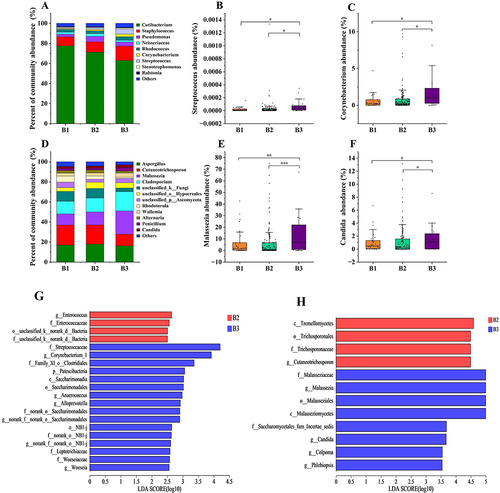 Figure 5 Differences in the relative abundance of the skin microbiota at the genus level in three groups. (A) Bacterial abundance; (B) Streptococcus; (C) Corynebacterium; (D) Fungal abundance; (E) Malassezia; (F) Candida. Significant differences in the Figures are shown by *p < 0.05, **p < 0.01, and ***p < 0.001. Differentially abundant genera and species between the B2 and B3 skin microbiomes, as identified using linear discriminant analysis effect size. (G) Bacteria with statistical significance cut-offs set at LDA > 2.5 and p < 0.05. (H) Fungi with statistical significance cut-offs set at LDA >3.5 and p < 0.05.