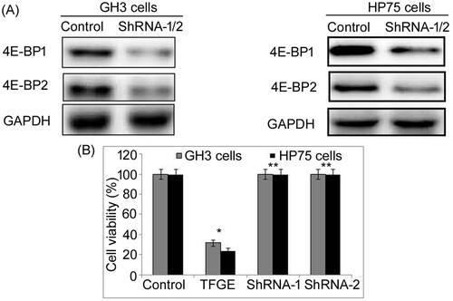 Figure 7. Effect of 4E-BP1 and 4E-BP2 knockdown on TFGE induced 4E-BP1 activation inhibition. GH3 and HP75 cells transfected with shRNA-2 were exposed to TFGE at 5 and 30 µM for 72 h followed by viability measurement using MTS assay. *P < .05 and **P < .02 vs. unexposed cells.