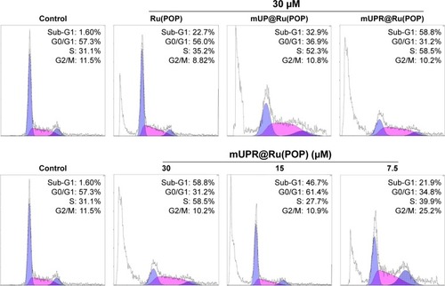 Figure 5 Effects of Ru(POP), mUP@Ru(POP), and mUPR@Ru(POP) on HUVEC cycle distribution for 72 h.Abbreviations: HUVEC, human umbilical vein endothelial cell; mPEG, methoxy polyethylene glycol; mUP, mPEG-UL polysaccharide-NIPAM; mUPR, mPEG-UL polysaccharide-NIPAM-RGD; NIPAM, N-isopropyl acrylamide; RGD, Arg–Gly–Asp; UL, Ulva lactuca; Ru(POP), [Ru(phen)2p-MOPIP](PF6)2·2H2O.