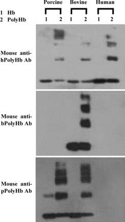 Figure 3 Western blotting analysis of cross-species binding reactions between a hemoglobin or its polymerized derivative and mouse polyclonal antibodies against a particular type of PolyHb.