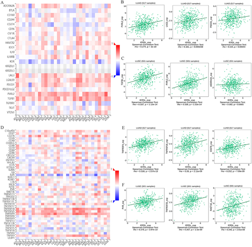 Figure 12 Correlations of IER5L expression with immune molecules. (A) Correlations of IER5L expression with immune inhibitors in multiple cancers. (B and C) The top 3 immune inhibitors in lung adenocarcinoma and lung squamous cell carcinoma. (D) Correlations of IER5L expression with immune stimulators in multiple cancers. (E and F) The top 3 immune stimulators in lung adenocarcinoma and lung squamous cell carcinoma.