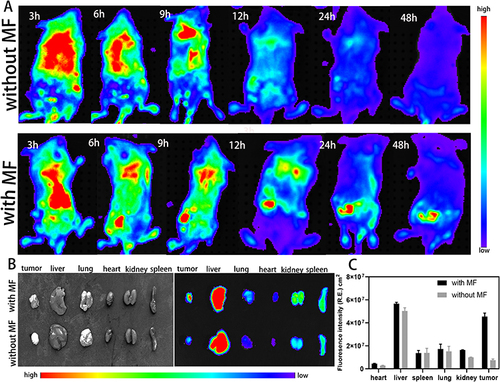 Figure 4 Tumor targeting of DFZ. (A) Whole-body fluorescence imaging of BALB/c mice after the injection of FAM labeled DFZ with/without external magnetic field. (B and C) Fluorescence intensity and quantitative analysis of tumor tissues and major organs in mice after 48 hours with/without external magnetic field, Error bars indicate the SD (n = 5).