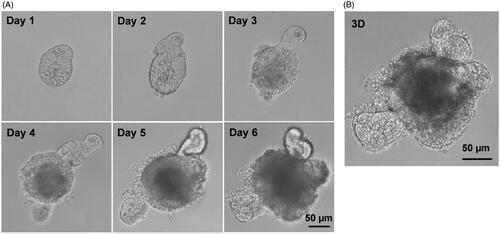 Figure 1. Establishment of small intestinal organoids culture system. Small intestinal crypts were isolated from C57BL/6 mouse small intestine, and were induced with cytokines to develop small intestinal organoids. (A) Time course of an isolated single crypt growth. (B) 3D reconstruction from these serial images. Scale bar: 50 µm.