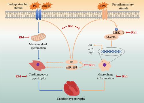 Figure 10 A schematic drawing summarizing the pharmacological mechanisms of Rb1 in the treatment of cardiac hypertrophy. In cardiomyocytes, Rb1 directly protects against pro-hypertrophic stimuli-induced cardiomyocyte hypertrophy in part through maintaining mitochondrial function. In macrophages, Rb1 mitigates inflammatory responses in activated macrophages in part through suppressing MAPK signaling and MEK1/2 activation. Furthermore, miR-155 is partially involved in the inhibitory effect of Rb1 on IL-6 production in activated macrophages. The suppressive effects of Rb1 on the expression of miR-155 and the production of IL-6 in activated macrophages suggest that Rb1 may modulate the crosstalk between activated macrophages and cardiomyocytes in cardiac hypertrophy. Dashed lines: published findings from reference 7 and 23–26. Solid lines: the results of the current work.