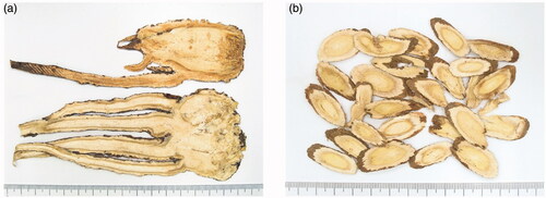 Figure 1. Crude slices of (a) Angelica sinensis and (b) Hedysarum polybotrys.