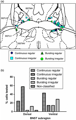 Figure 1.  (a) Schematic diagram illustrating placement of electrodes for recording of rat anterior BNST neurones. Slices were sectioned at the level of the anterior commissure crossing which divides the BNST broadly into dorsal (supra-commissure) and ventral (sub-commissure) compartments. In this plane (Bregma − 0.26 mm), anterodorsal and anteroventral BNST can be further divided into medial and lateral parts. In this study, different cell types are indicated by different shaped symbols. A non-random distribution between subregions of the BNST was suggested when the cell types were plotted in this way. Key: BSTMA, medial dorsal BNST; BSTLP, lateral dorsal BNST; BSTMV, medial ventral; BSTLV, lateral ventral BNST (see atlas of Paxinos and Watson for reference map). (b) The distribution of cell types between the dorsal and ventral BNST regions (bars represent medial/lateral combined). BNST neurones could be subclassified on the basis of their essential firing characteristics (see descriptive results), and major BNST regions were differentiated in terms of the percentage of cells falling into each category.