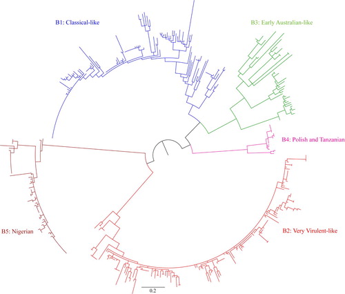 Figure 2. Concise circular phylogenetic tree of segment B of 434 strains of IBDV based on the 508-bp sequences corresponding to the VP1 N-terminal domain and the finger subdomain of the central polymerase (nt 328–835). The tree was generated by the use of a maximum likelihood (ML) tree method and ultrafast bootstrapping with 1000 replicates with the IQ-Tree software (Nguyen et al., Citation2015; Hoang et al., Citation2018). ModelFinder embedded in the IQ-Tree (Kalyaanamoorthy et al., Citation2017) was used to select the best fitted substitution model according to the Bayesian Information Criterion (GTR + F+G4). The tree was visualized in FigTree. The tree is drawn to scale and genotypic information is shown next to the tree. There were 508 positions in total in the final dataset. (Name and GenBank accession number of the strains is provided in the Supplementary Figure S2).