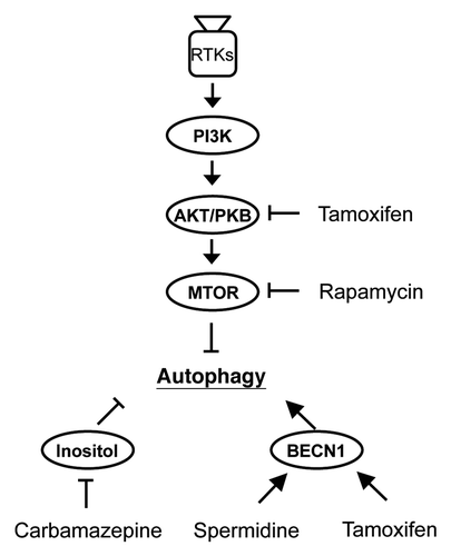 Figure 1. Sites of actions by four different therapeutic reagents along the MTOR-dependent and MTOR-independent autophagy pathways. Autophagy is negatively regulated by MTOR, a downstream target of PI3K and AKT/PKB. Rapamycin functions as an MTOR inhibitor and triggers MTOR-dependent autophagy induction. Tamoxifen also functions as a MTOR-dependent autophagy inducer through AKT/PKB inhibition, and as with another autophagy chemical inducer, spermidine, they can both induce dissociation of the autophagy proteins BECN1 and BCL2, thus enhancing the MTOR-independent autophagy pathway simultaneously. Carbamazepine enhances MTOR-independent autophagy through reducing the intracellular level of inositol. RTKs, receptor tyrosine kinases.