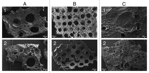 Figure 2. SEM images of Genipin (1) and Epichloroydrin (2) cross-linked meshes with different morphologies 1000µm microchannels (A), 500µm microchannels (B), random porosity (C). Scale bar 100 µm.