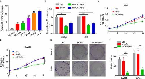 Figure 2. DUXAP8 knockdown inhibits cell proliferation of colon cancer (CC) cells, as evidenced by qRT-PCR. (a) markedly elevated DUXAP8 levels in five CC cell lines versus healthy colonic epithelial cells. (b) descended DUXAP8 levels following transfection with the sh-DUXAP8. (c-d) DUXAP8 deficiency in SW620 and LoVo cells significantly inhibits cellular proliferation. (e) DUXAP8 deficiency in SW620 and LoVo cells suppresses colony formation, relative to controls. (f) colonies were counted in (E). **P < 0.01, ***P < 0.001.