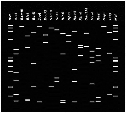 Fig. 4 Virtual RFLP profiles from the R16F2n/R16R2 sequence of the VivY phytoplasma (GenBank accession number MH638316) using 17 restriction endonucleases with iPhyClassifier (Zhao et al., Citation2009).