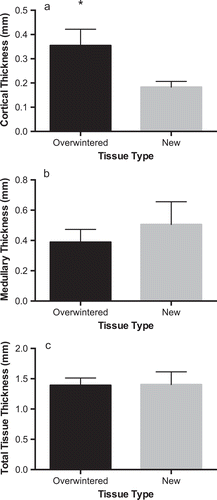 Fig. 3. (A) Cortical thickness (including meristoderm), (B) medullary thickness and (C) total tissue thickness for overwintering (black bars) and newly formed (grey bars) blades of Laminaria setchellii (n = 6). Error bars indicate 95% confidence intervals. Asterisks indicate a significant difference (p < 0.05) between treatments.