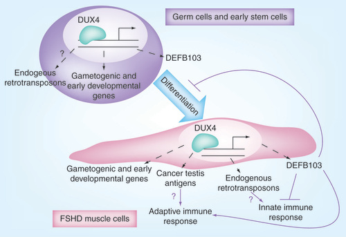Figure 1.  DUX4 activates germline genes, retrotransposons and immune mediators.DUX4 target genes are expressed in FSHD skeletal muscle. DUX4 targets are candidate biomarkers for FSHD and suggest disease mechanisms.FSHD: Facioscapulohumeral muscular dystrophy.Reproduced with permission from source 1 (Geng LN et al.)