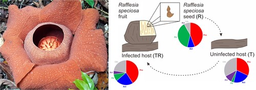 Figure 1. Hypothetical microbiome changes upon Rafflesia infection of the Tetrastigma host. During development, Rafflesia speciosa seed sequesters certain bacteria (e.g. Firmicutes) from its infected host and transfers this to a new Tetrastigma host altering its microbiome compared to uninfected roots. Whether this is a strategy to facilitate and sustain a Rafflesia infection needs to be tested. A blooming flower of Rafflesia speciosa (c. 45 cm wide) is seen on the left.