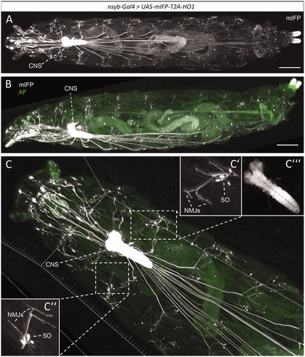Figure 3. Monomeric IFP as a superior clearing-resistant reporter. (A) Three-dimensional rendering of an entire larva with pan-neuronally driven (nsyb-Gal4) mIFP, acquired on a light sheet microscope with a 12x objective. Image contrast settings were adjusted to visualize nerve fibers in distal regions, resulting in the oversaturated appearance of the central nervous system (CNS). Note the low level of autofluorescence in the near-infrared channel. Top view, rostral to the left. (B) The same specimen as in (A) but in a side view and with the mIFP signal merged into the autofluorescence signal in the green range for better landmarking. (C-C’’’) Same specimen as in (A, B), showing a close-up of the rostral region including head, thorax and the first three abdominal segments, in a top view with rostral towards the upper left. (C‘, C‘‘) show neuromuscular junctions (NMJs) next to cell bodies of sensory organs (SO). (C‘‘‘) shows a contrast-adjusted image of the CNS. Scale bar: 400 µm in (A and B). Grid spacing in (C): 200 µm. See also Movie 3.