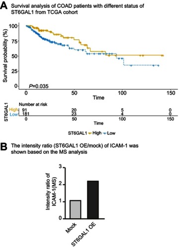 Figure S1 (A) Survival analysis of COAD patients with different status of ST6GAL1 from TCGA cohort. (B) The intensity ratio (ST6GAL1 OE/mock) of ICAM-1 was shown based on the MS analysis.Abbreviations: COAD, colon adenocarcinoma; MS, mass spectrometry; ICAM-1, intercellular adhesion molecule-1.