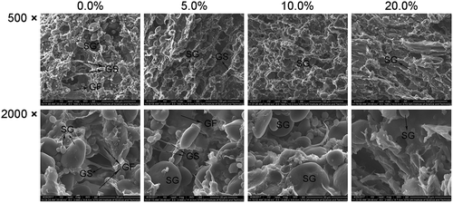 Figure 4. Scanning electron micrographs of composite dough supplemented with FVP at various levels. SG: starch granule; GS: gluten strand; GF: gluten film.Figura 4. Micrografías electrónicas de barrido de masa compuesta complementada con FVP en varios niveles. SG: gránulo de almidón; GS: hebra de gluten; GF: película de gluten.