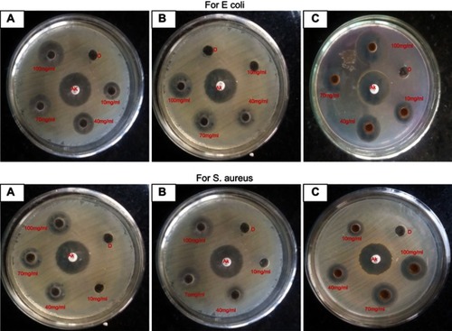 Figure 7 Zone of inhibition produced by HH (A), IO-NPs (B) and HHLIO-NPs (C) against both gram-positive and gram-negative bacterial stains.Abbreviatons: HH, Himalayan honey; IO-NPs, iron oxide nanoparticles; HHLIO-NPs, Himalayan honey loaded iron oxide nanoparticles.