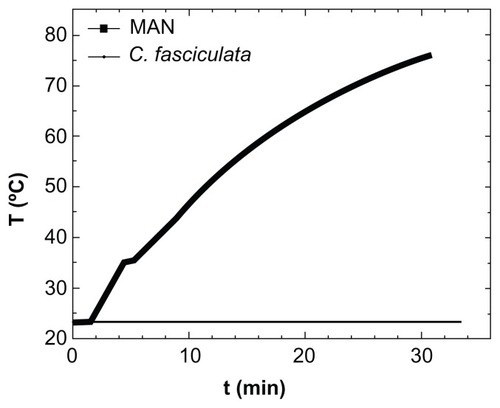 Figure 5 Specific power absorption of magnetic colloid (solid squares) at 1% weight concentration, and the nanoparticle-loaded protozoa (solid line) during application of AC magnetic field (H = 160 Oe, f = 250 kHz).Abbreviations: MAN, magnetic colloid; C. fasciculata, Crithidia fasciculata; T, temperature; t, time.