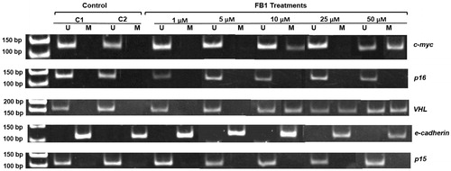 Figure 4. Effect of FB1 on methylation status of c-myc, p16, VHL, e-cadherin, and p15 genes in Clone 9 cells. A representative sample of Clone 9 cells treated with FB1 (1, 5, 10, 25, and 50 µM) for 24 h is shown. Methylation was determined by bisulfite modification of the genomic DNA and MSP using primers for the unmethylated (U) or methylated (M) promoter sequence. C1 and C2 = PBS (1%) as a control instead of FB1 treatment.