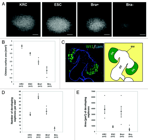 Figure 2. Effect of exogenous cells on chimera development. (A) Photomicrographs of Wt1 immunostained rudiments. (B) Graph showing explant areas. All chimeric rudiment areas are significantly different from the control (KRC chimera) (p < 0.05). (C) Left panel shows a confocal image of a day 3 KRC chimera immunostained for Wt1 (green) and laminin (blue). Schematic in right panel indicates developing nephron structures (DN), basement membrane (BM) and other tubules (OT), which comprise nephron tubules and UB branches. (D and E) Graphs showing numbers of developing nephrons per unit area (D) and areas of these structures (E). In D and E, while ESC and Bra- are significantly different from the KRC control chimeras (p < 0.05), there is no significant difference between Bra+ chimeras and controls (p > 0.05). In B, D and E, each point represents data from a single explant, with mean and standard error shown for each group. Note that the number and size of developing nephrons in KRC and Bra+ chimeras were similar, whereas ESC chimeras had significantly higher numbers of developing nephrons that had a smaller cross-sectional area. When organs were made with Bra- cells, they were generally very small and contained only a few, small nephrons. Scale bars in (A), 500 µm.