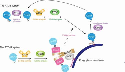 Figure 1. During autophagy, two ubiquitin-like ATG conjugation systems function together to conjugate ATG8 to the phagophore membrane. The ATG12 system conjugates ATG12 to ATG5, and the ATG12–ATG5-ATG16 complex functions as an E3-like enzyme facilitating the conjugation of ATG8 to PE. Conjugation requires the C-terminal glycines in ATG8 and ATG12. While ATG12 ends in glycine, typical ATG8 needs C-terminal processing by the cysteine protease ATG4 to expose it. ATG4 also deconjugates ATG8 from the membrane for recycling purposes. ATG3 and ATG10, and ATG8 and ATG12 are evolutionarily related. WIPI (or Atg21) family proteins recruit ATG16 to autophagic membranes. PE, phosphatidylethanolamine. PtdIns3P, phosphatidylinositol-3-phosphate. WIPI, WD repeat domain, phosphoinositide interacting.