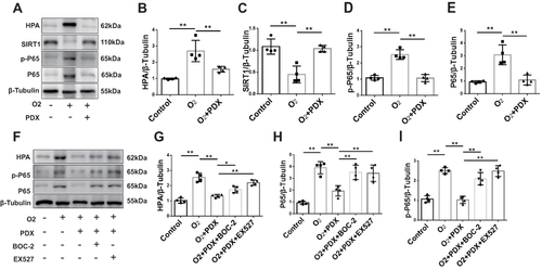 Figure 3 PDX decreases HPA expression via the SIRT1/NF‐κB p65 pathway in vivo. Neonatal mice were maintained in 60–70% O2 for 7 days and treated with PDX. The protein levels of HPA, SIRT1, p‐P65 and P65 in the lung tissue were measured by Western blot (A–E). EX527 and BOC‐2 were used to inhibit SIRT1 enzymatic activity and ALX respectively. The protein levels of HPA, p‐P65 and P65 were measured (F–I). n = 4. *p < 0.05, **p < 0.01.