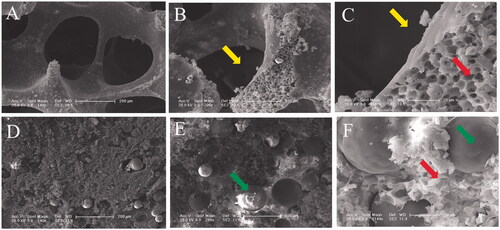 Figure 2. SEM microimages of internal structures for PLGA scaffold (A, B and C) and PLGA/GMs scaffold (D, E and F). The arrows indicate pores after removing sodium chloride particulates, pores by phase inversion and gelatin microspheres.