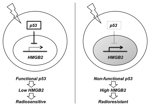 Figure 5. A proposed diagram suggesting biological implication of p53-mediated downregulation of HMGB2 in chemoradiotherapy. Cancer cell with wild type p53 could inhibit the transcription of HMGB2 gene in responds to radiation, which might sensitize cell to the following chemoradiotherapy. In contrast, sustained expression of HMGB2 in p53 mutant cancer might contribute to chemoradioresistancy.