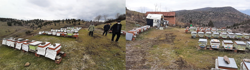 Figure 2. Chestnut honey apiary visited during the fieldwork.