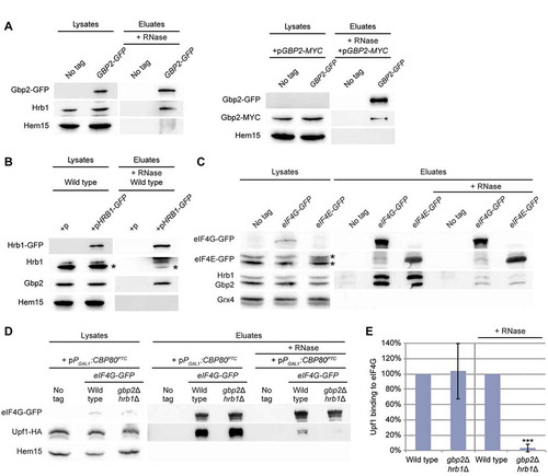 Figure 6. Gbp2 and Hrb1 might help to transmit the Upf1-mediated PTC alert to the 5ʹ-end of the mRNA. (A) Gbp2 and (B) Hrb1 interact with each other and themselves. Co-IPs of differently tagged and untagged Gbp2 and Hrb1 versions upon RNase treatment are shown. Hem15 served as a negative control. Gbp2-GFP was not always detectable in the lysates. The asterisks indicate Gbp2 bands. (C) Gbp2 and Hrb1 interact with eIF4E and eIF4G. Co-IP of Gbp2 and Hrb1 with GFP tagged versions of the 5ʹ mRNA-binding proteins is shown. The asterisks indicate Hrb1 (top) and Gbp2 (bottom) bands. (D) The Upf1 interaction with eIF4G is significantly reduced in gbp2∆ hrb1∆ upon RNase treatment. Co-IP of Upf1 with eIF4G is shown in the indicated strains. pPGAL1:CBP80PTC was induced for 2 h. All cells express pUPF1-HA. (E) Quantification of IP experiments shown in (D). Signal intensities of the Upf1-HA bands were related to the corresponding eIF4G-GFP pull-down signals. Upf1-HA signals without RNase treatment were quantified using less-exposed figures than shown in Fig. 6D. No RNase n = 5, + RNase n = 3. See also Fig S6