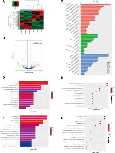 Figure 5 Expression profiles of circRNAs in EBV-infected and uninfected AGS. (A) Hierarchical clustering analysis and the heat map demonstrates the different levels of circRNA expression between AGS-EBV and AGS. The colour scale of the strips runs from green (low relative expression) through black (medium relative expression) to red (high relative expression). (B) Volcano plot visualizing the differentially expressed circRNA. The vertical green lines refer to a 1.5-fold (log2 scaled) up-regulation and down-regulation, respectively. The horizontal green line corresponds to a P-value of 0.05 (−log10 scaled). The red points in the plot represent up-regulated mRNAs with statistical significance, while the down-regulated circRNAs are shown by green. (C) The top 50 enrichment scores in gene ontology (GO) enrichment analysis of dysregulated circRNA. Red bars represent cell biological process. Green bars represent cell component terms. Blue bars represent molecular function terms. (D–G) Top 15 classes of KEGG and Reactome pathway enrichment terms, respectively. The larger the rich factor the greater the enrichment.