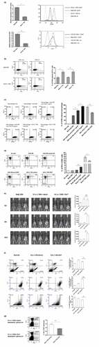 Figure 5. Immunogenicity of cancer stem-like cells results from lower CD47 expression and increased macrophage phagocytosis. (a) CD47 expression levels quantified by quantitative PCR demonstrated 3-fold lower expression of CD47 on SCA-1+ ID8 cells (p < .01, bulk vs SCA-1+ ID8, left). Histogram in flow cytometry showed lower CD47 protein level on SCA-1+ ID8 cells (right, ns: no staining). Similarly, expression of CD47 is lower on CD133+ HM-1 cells comparing to the expression on bulk population (p < .001, value in folds). Histogram in flow cytometry also showed lower CD47 protein level on CD133+ HM-1 cells (right, ns: no staining). (b) CFSE-pulsed bulk and SCA-1+ ID8 cells were incubated with syngeneic primary CD11c+ cells for 1 hour. Increased phagocytosis (indicated by CD11c+ gated CFSE-stained cells) was observed on both live (p < .01) and irradiated (IR) (p < .05) SCA-1+ ID8 cells (bar data). (c) Analysis on RAW 264.7 cell revealed better phagocytosis on SCA-1+ ID8 cells than on bulk ID8 cells. SCA-1+ ID8 cells were stably transfected with either pcDNA3.1 empty vector (SCA-1+ ID8 vehicle) or pcDNA3.1-CD47 (SCA-1+ ID8 CD47). Suppression of CD47 on bulk ID8 cells by anti-CD47 antibody markedly enhances the phagocytic activities, while forced expression of CD47 on SCA-1+ ID8 cells (SCA-1+ ID8 CD47) hampered the phagocytosis. (d) Cross-presentation of phagocytic antigens to a SCA-1+ ID8-specific T lymphocyte line developed from SCA-1+ ID8 immunized mice showed the same pattern. To a lesser degree, anti-CD47 in bulk ID8 cells increased the number of activated CD8+ T cells, while forced expression of CD47 decreased the number activated T cells. (e) Image study showed that tumor rejection of SCA-1+ ID8 cells was abrogated by forced expression of CD47. Both SCA-1+ ID8 (vehicle) and SCA-1+ ID8 CD47 (started from 10000 cells) grew on 6th day image but the former was mostly cleared on 10th day while the latter retained their growth longer. (f) Representative analysis of peritoneal lavaged cells showed highest percentage of CD3+CD8+ cells in mice with SCA-1+ ID8 vehicle cells (day 20). Mice with SCA-1+ID8 CD47 cells had less CD3+CD8+ and F4/80 cells (p < .01). However, these mice exhibited significantly higher percentage of CD45+CD68+ cells in peritoneal lavage than mice with SCA-1+ID8 vehicle did (p < .001). (g) Significantly less activated CD8+IFN-γ+ splenocytes were seen from mice immunized with SCA-1+ ID8 CD47 cells compared to those from mice immunized with SCA-1+ ID8 vehicle (p < .001). *p < .01, **p < .001, NS: not significant.