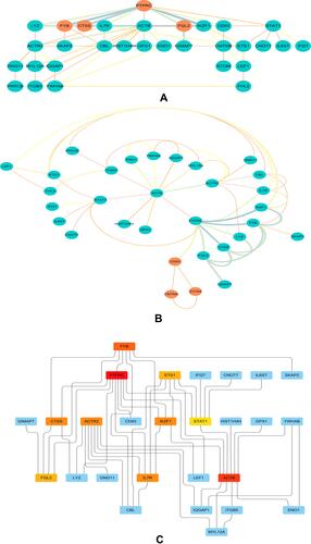 Figure 5 Clusters and hub genes identified in the PPI network. (A) Cluster 1 in the PPI network. The orange nodes represent the screened genes in cluster 1. (B) Cluster 2 in the PPI network. The orange nodes represent the screened genes in cluster 2. (C) Ten hub gene identification in a PPI network based on the MCC method. The dark (red) nodes show the genes with higher MCC scores in the PPI network. PPI, protein–protein interaction; MCC, maximal centrality clique.