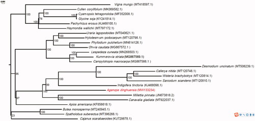 Figure 1. Phylogenetic relationship for Aganope dinghuensis and 24 additional species in Fabaceae using their complete chloroplast genomes. The genomes of additional species were download from GenBank and their GenBank accession numbers are shown in parentheses. Bootstrap percentages (1000 replicates) are shown at nodes.