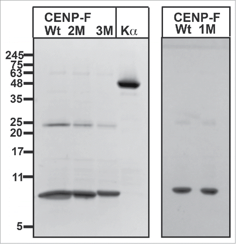 Figure 2. SDS-PAGE analysis of purified CENP-F fragments (residues 2987–3065). Left panel: Purified CENP-F wild-type (wt), CENP-F T3045D/S3048D (2M), and CENP-F T3042D/T3045D/S3048D (3M) fragments are shown in the first 3 lanes. The last lane shows purified karyopherin α (Kα). Molecular weights of standard proteins in kDa are indicated. Right panel: Purified CENP-F wt and S3048D variant (1M). A faint band at 25 kDa represents GST.